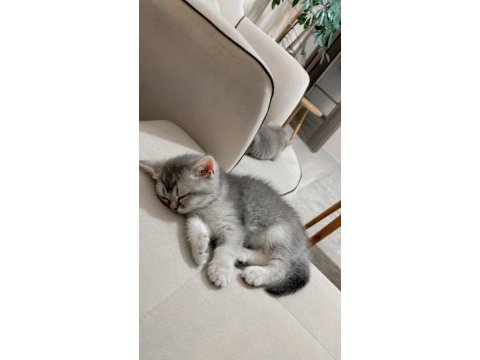 3 tane dişi 2 aylik british shorthair yavru kedimiz