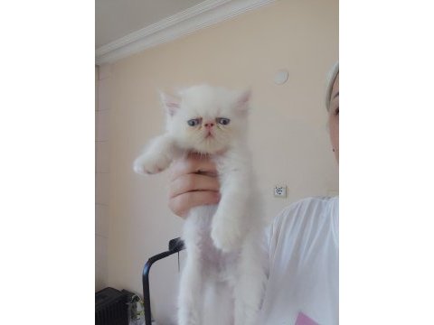 Persian bebekler uygun