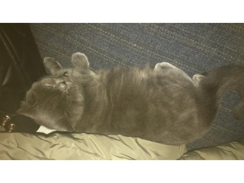 10 aylık erkek british longhair
