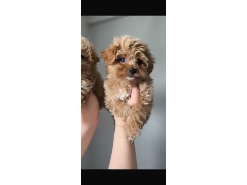 Kilo garantili ırkının en iyileri maltipoo