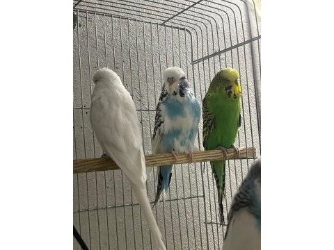 Jumbo muhabbet kuşları siirt merkez