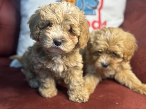 Show kalite maltipoo yavrularımız