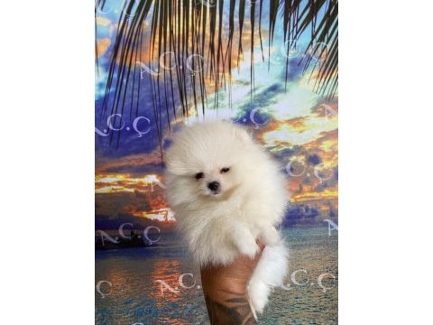 A kalite pomeranian 70 günlük yavru