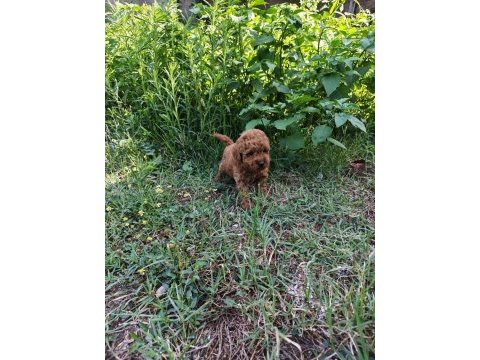 Toypoodle bebekler 