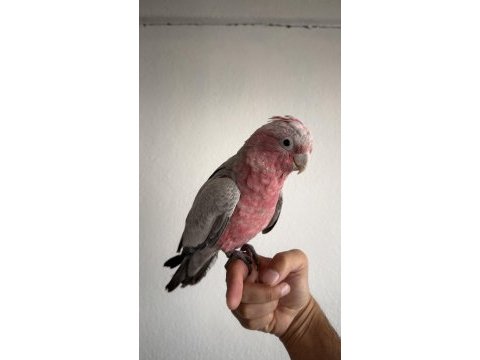 Ful evcil yavru gül kakadu