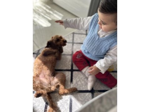 Yetişkin red brown poodle