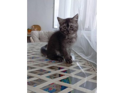 British shorthair iki aylık yavru