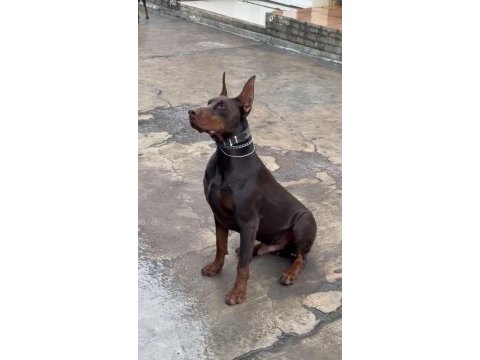 Asil ve güçlü doberman yavrular yeni yuvasını arıyor