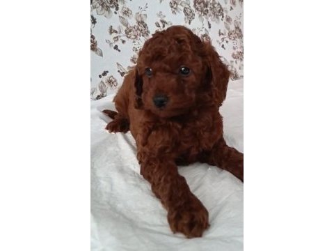 Kore kan erkek ve dişi yavru poodle