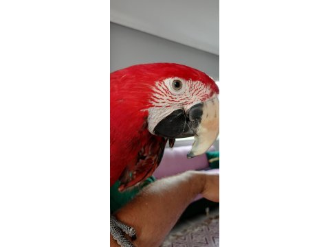 Ara macaw 3 yaşında