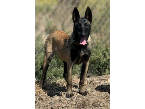 Belçika malinois yavrular