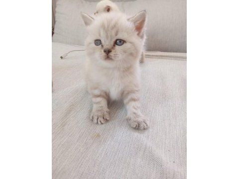 British longhair ve shorthair blue point