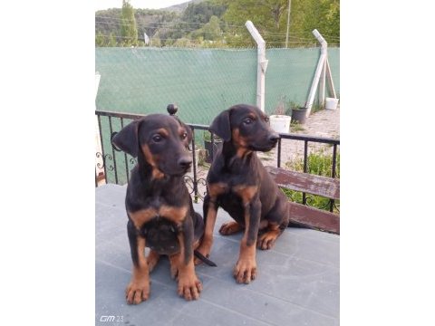 Doberman yavruları 60 günlük dişi