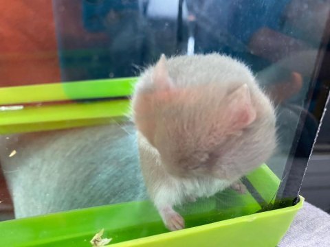 Gonzales hamster