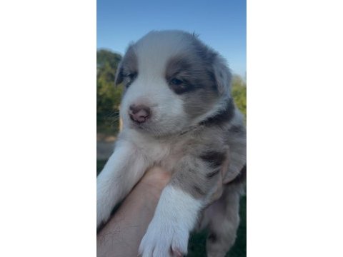 Çok özel mavi gözlü merle border collie yavrular