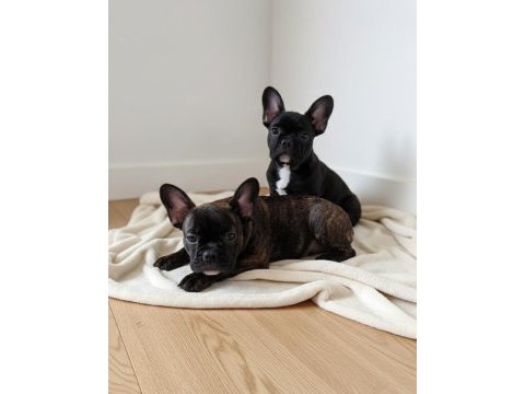 French bulldog köpeği yavruları