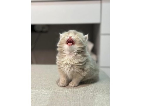 British longhair babys