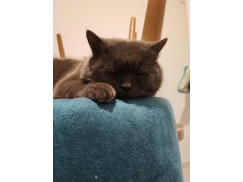 British shorthair 19 aylık
