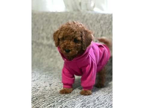 Toy poodle köpeği