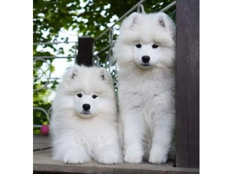 Pamuk gibi samoyed yavrular