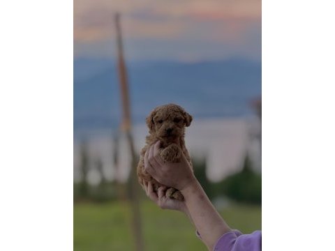 Toy poodle yavrumuz yeni yuvasına hazır
