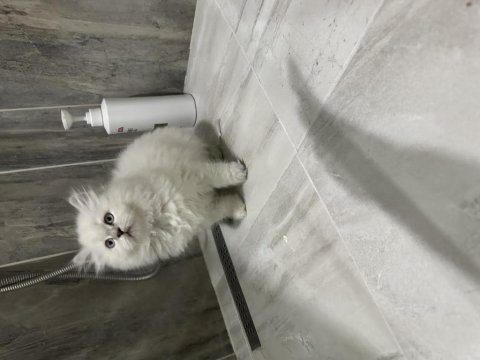 Teslime hazır yavru kediler