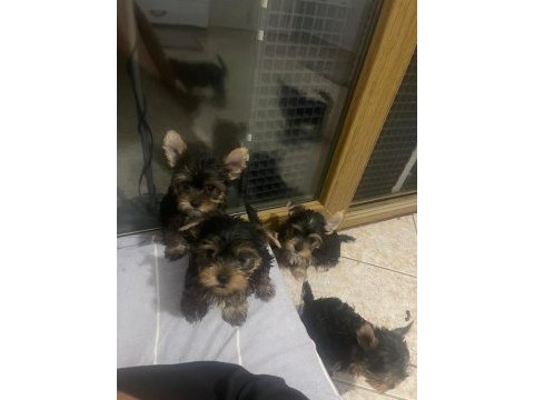 Sevimli uslu yorkshire safkan bebekler