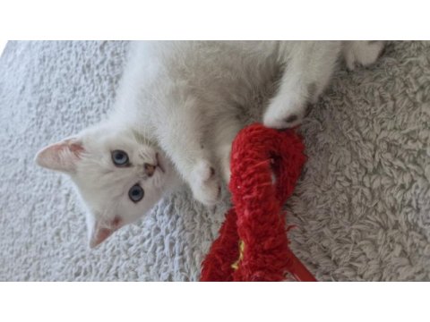 Yavru british shorthair bursa nilüfer