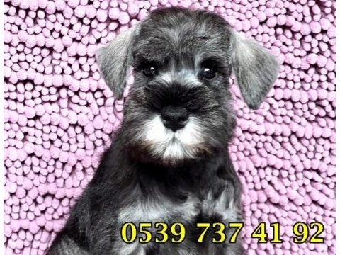 Üst düzey beyaz minyatür schnauzer bebekler