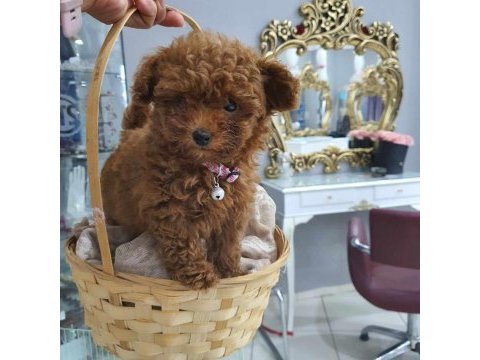 Kore toy poodle yavruları