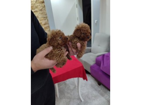 Dişi toy poodle yavrular