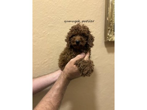 Red toy poodle