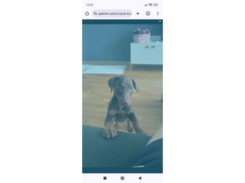 3 aylık doberman kızımız