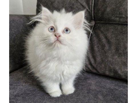 Masum yüzlü bebek british longhair