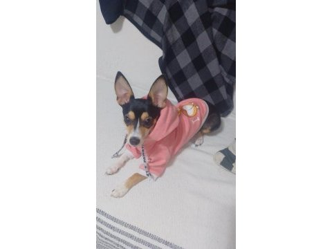 Şivava köpeğimiz mila ya güzel bir yuva