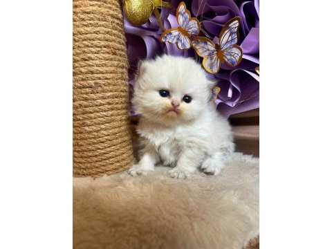 British longhair lorin
