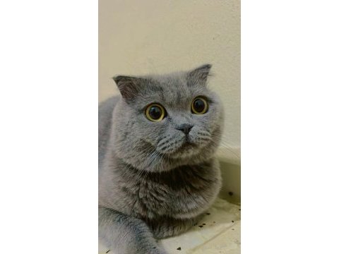 British shorthair duman uslu ev kedisi