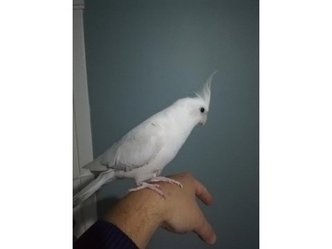 Konuşan albino sultan papağanı