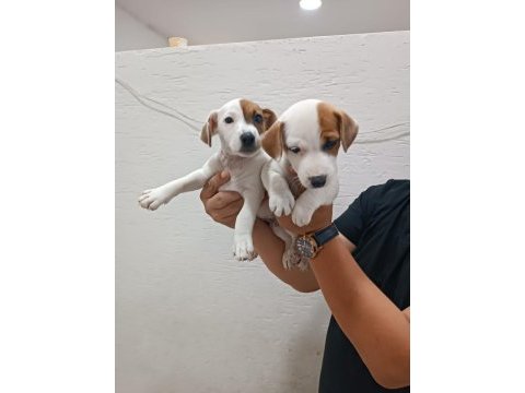 Jack russell yavrularımız ırk garantilidir