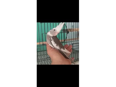 Sevmelik alıştırmalık sultan papağanı bebekler