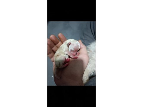 Toy poodle yavru 1 aylık