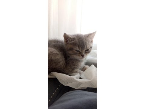 Uyguna british shorthair yavrular
