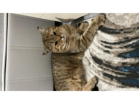 Erkek kedi sahiplendirme british shorthair