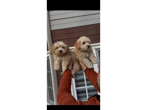 Muhteşem güzellikte maltipoo bebekler