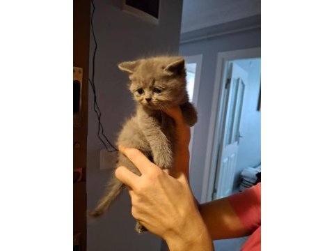 50 günlük scottish fold bebekler