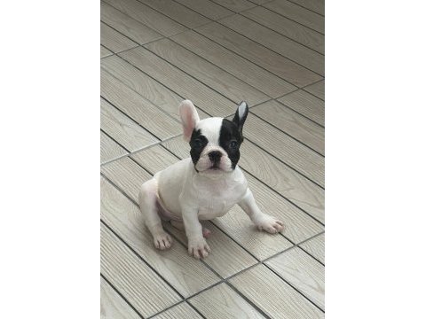 French bulldog yavru
