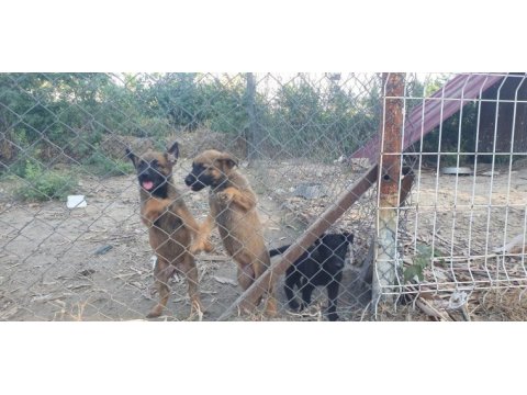 Erkek ve dişi safkan malinois