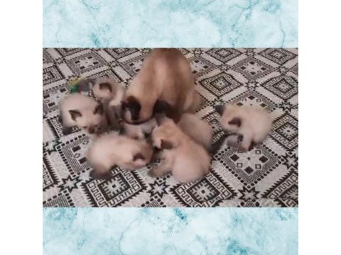 Siyam kedisi yavruları