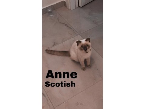Scottish fold blue point long hair 0 kulak