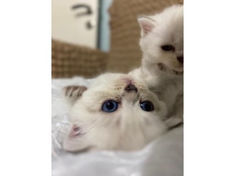 Güzel kızımız yuva arıyor scottish fold